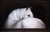 Enkulette by Che Leviathan | Oil on Panel White horse with flowing mane against a dark background. For Sale