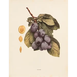 1900s U. P. Hedrick, Original Antique Photogravure of Hudson Plums