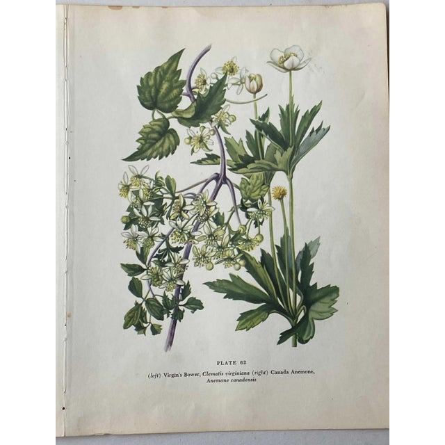 Realism Marsh Marigold and Anemone Canadensis Botanical Double Page Print For Sale - Image 3 of 7