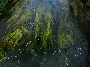 Ellie Davies, Chalk Streams 11, 2023, Photograph