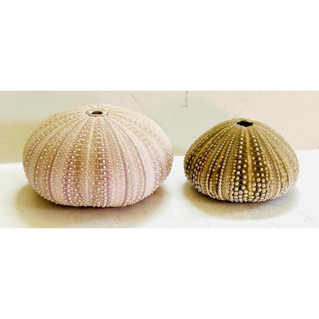 Lovely complimentary pair of sea urchin shells make an elegant display in your home. Dimensions of the largest. Smaller 2.5”