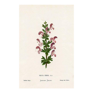 Antique Botanical Print, Indian Sage, 1870s, Holy Land Wildflowers, Original Lithograph, England