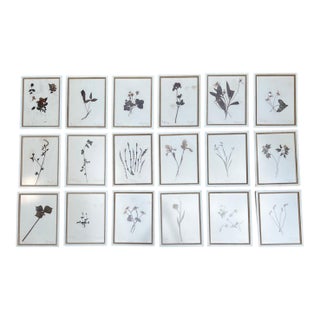 Antique Framed Botanical Specimens or Herbariums, 1895 Set of 18 For Sale