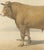 19th Century Borie, Femeline Bull, French Cattle Breed, 1863, Chromolithograph For Sale - Image 5 of 9