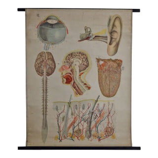 Vintage Swedish E. Hoelemann Antique Anatomical Chart For Sale