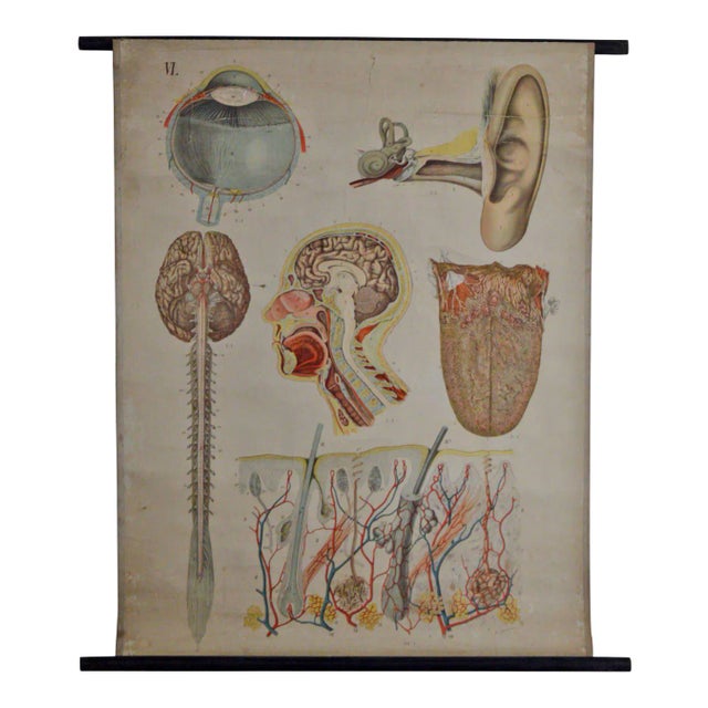 Vintage Swedish E. Hoelemann Antique Anatomical Chart For Sale