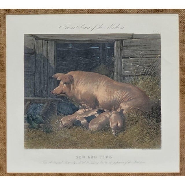 A charming and historically rich antique hand-colored engraving titled "Sow and Pigs" — engraved by J. Harris & W. Summers...