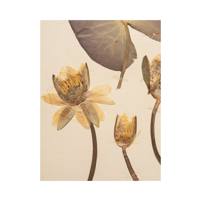 Rustic European Vintage Swedish Herbarium - Water Lily, Circa 1932 For Sale - Image 3 of 4