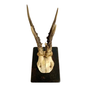 1939 German Roe Deer Antlers