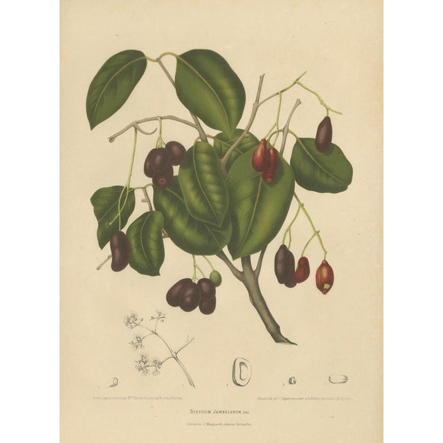 Sheep van Nooten, Java Plum Botanical, 1880, Chromolithograph For Sale - Image 3 of 9
