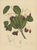 Sheep van Nooten, Java Plum Botanical, 1880, Chromolithograph For Sale - Image 3 of 9