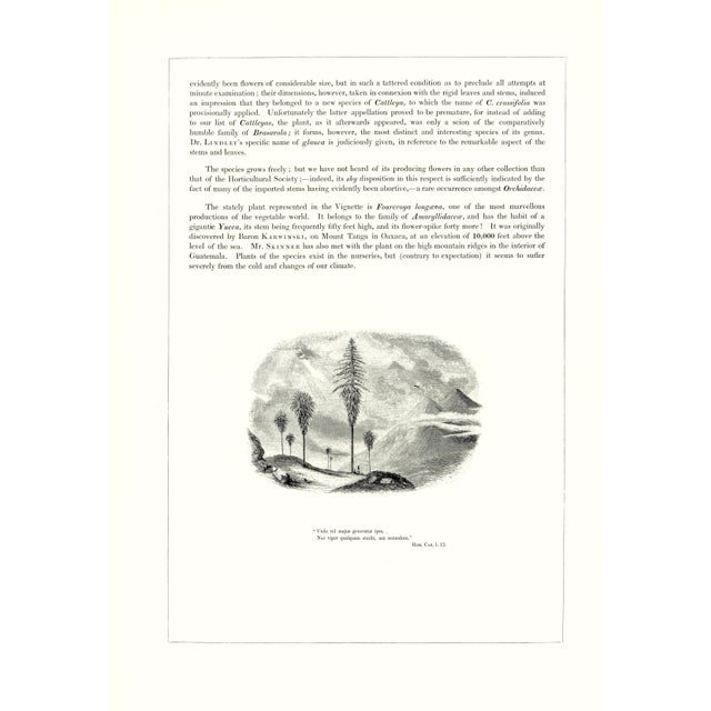 1970s Large 1973 Orchid Flower Lithograph "Brassavola Glauca" (Glaucous-Stemmed Brassavola) After James Bateman For Sale - Image 5 of 7