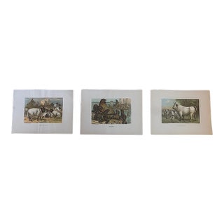Antique 19th Century Animal Lithographs - Set of 3 For Sale