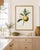 Yellow Orange by Redouté, Vintage Botanical Art Print, 24" X 36" For Sale - Image 8 of 10