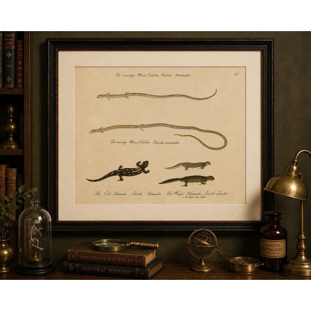 Antique Salamander & Reptile Lithograph by Karl Joseph Brodtmann, 1816 This fascinating early 19th-century hand-colored...