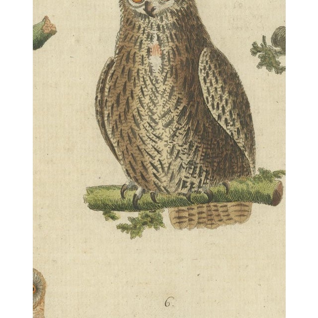 European Owls, 1800, Print on Paper For Sale - Image 6 of 12