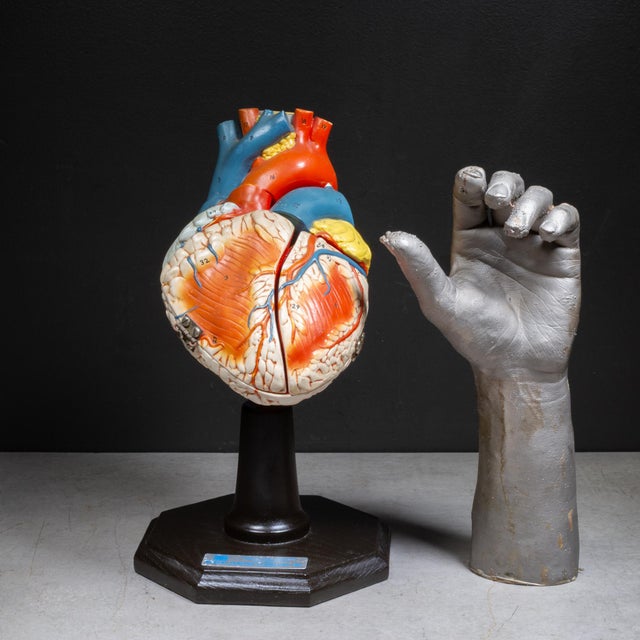 Vintage Professional Anatomical Human Heart Model c.1976– Medical Teaching Aid For Sale - Image 10 of 10