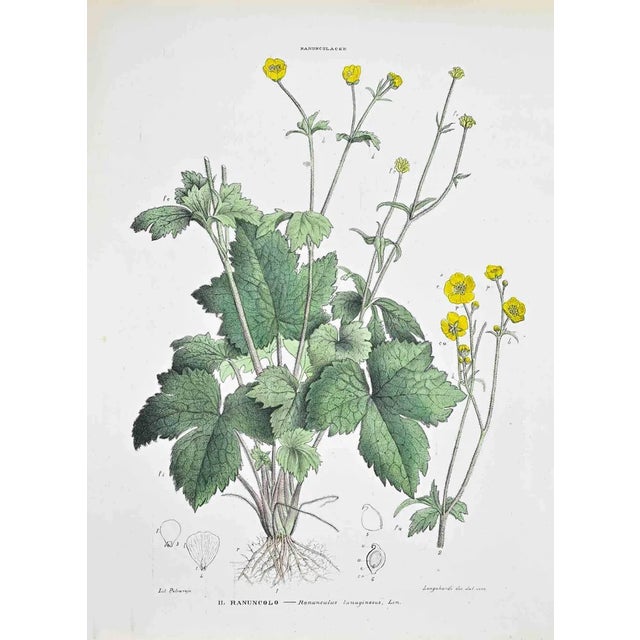Vincenzo Tenore, The Buttercup, Lithograph, 1870s For Sale