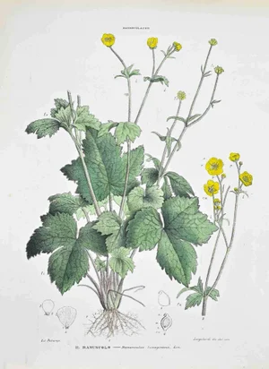Vincenzo Tenore, The Buttercup, Lithograph, 1870s