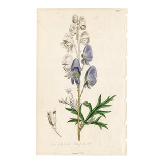 Antique Hand-Colored Botanical Print by the Sowerby Family — English Botany Series (C. 19th Century) For Sale