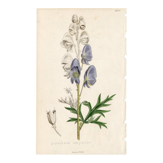 Antique Hand-Colored Botanical Print by the Sowerby Family — English Botany Series (C. 19th Century) For Sale