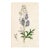 Antique Hand-Colored Botanical Print by the Sowerby Family — English Botany Series (C. 19th Century) For Sale
