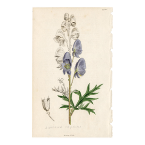 Antique Hand-Colored Botanical Print by the Sowerby Family — English Botany Series (C. 19th Century)