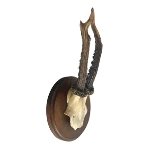 German Roe Deer Antlers