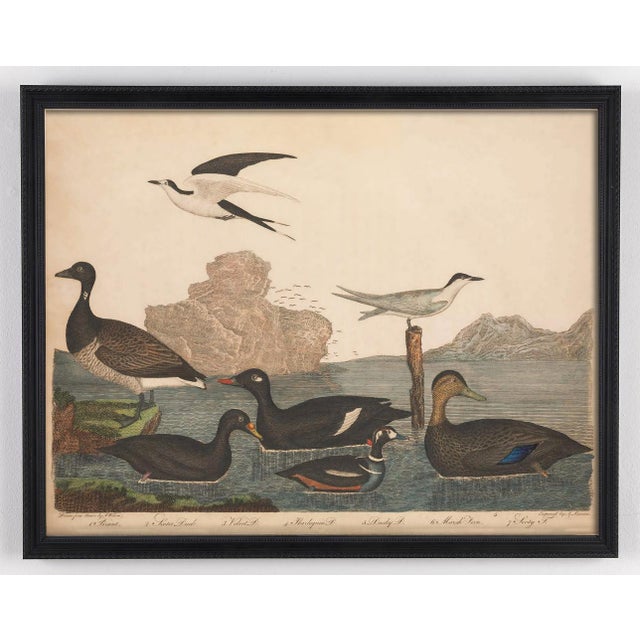 Not Yet Made - Made To Order Vintage Bird Duck Print Set of 2 For Sale - Image 5 of 9