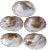 Lovely natural abalone sea shells with creamy white exterior and pearlescent white interior highlighted with blue, pink,...