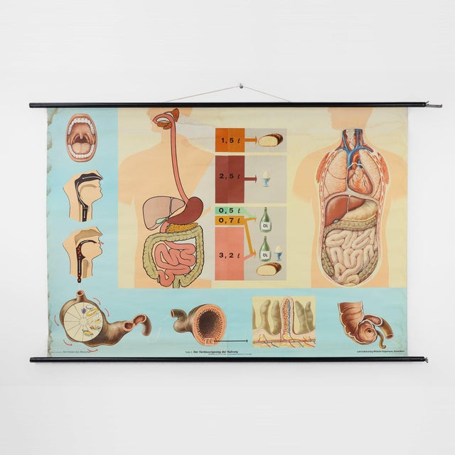 Mid-Century School Map of Digestion, Germany, 1960s For Sale - Image 12 of 12
