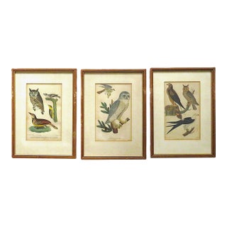 Set of 3 Alexander Wilson Owl Bird Engravings Framed 19th C. Antique For Sale