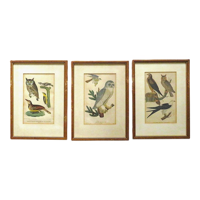 Set of 3 Alexander Wilson Owl Bird Engravings Framed 19th C. Antique For Sale