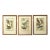 Set of 3 Alexander Wilson Owl Bird Engravings Framed 19th C. Antique For Sale