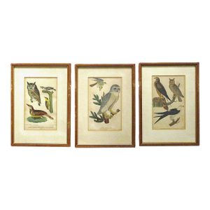 Set of 3 Alexander Wilson Owl Bird Engravings Framed 19th C. Antique