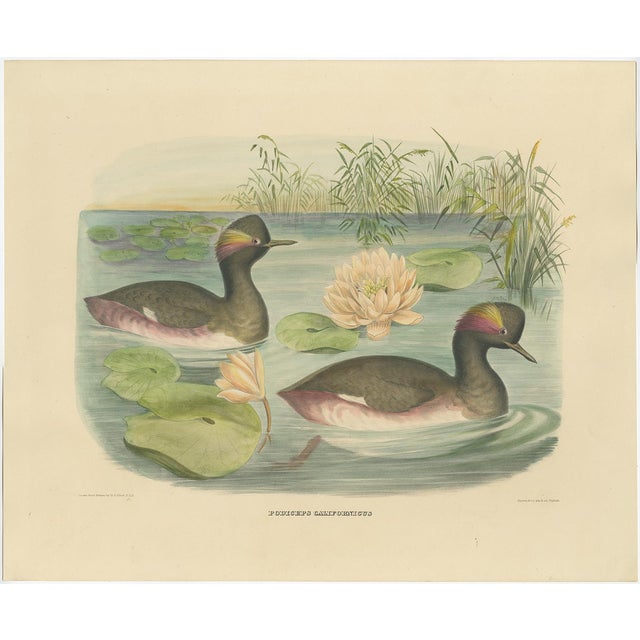 Elliot, Two Black-Necked Grebes, Large Print, 1869 For Sale