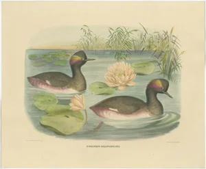Elliot, Two Black-Necked Grebes, Large Print, 1869