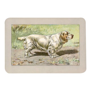 Clumber Spaniel Dog Print, 1907, Antique Dog Print, Lithograph, France For Sale
