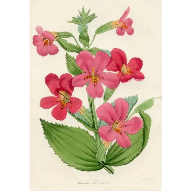 Original early 1800s hand colored botanical print that appeared in the "Magazine of Botany", a British horticultural...