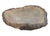 Petrified Coral Bowl by Xyleia Petrified Wood For Sale - Image 4 of 7