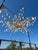 1990s Rock Crystal Organic Branch Style Chandelier With Gold Finish and Adjustable Height For Sale - Image 5 of 14