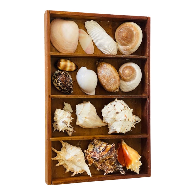 Coastal Marine Sea Shell Collection in Antique Box I For Sale