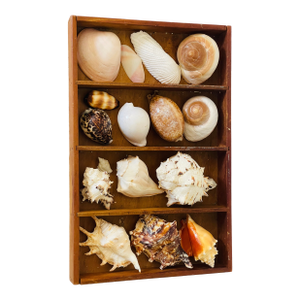 Coastal Marine Sea Shell Collection in Antique Box I