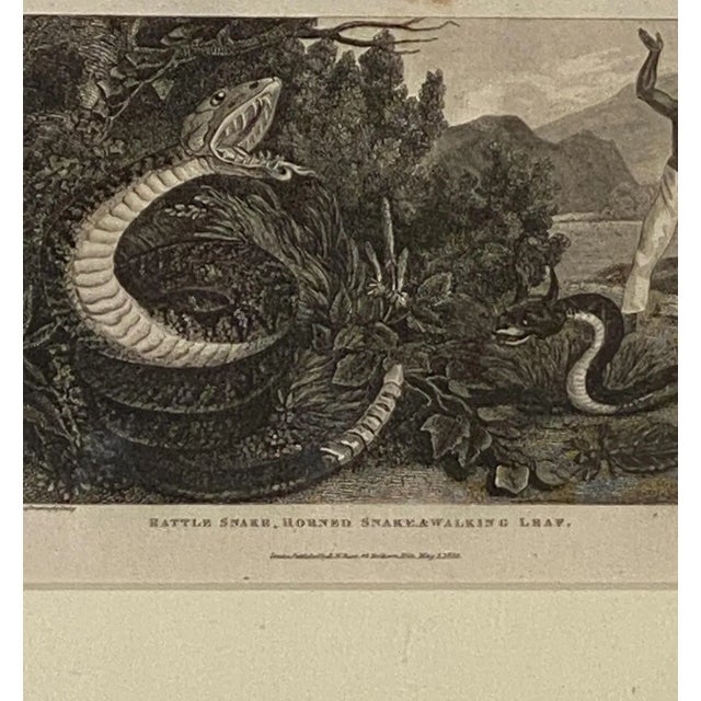 English "Rattle Snake Horned Snake Walking Leaf" Engraving, England Circa 1820 For Sale - Image 3 of 6