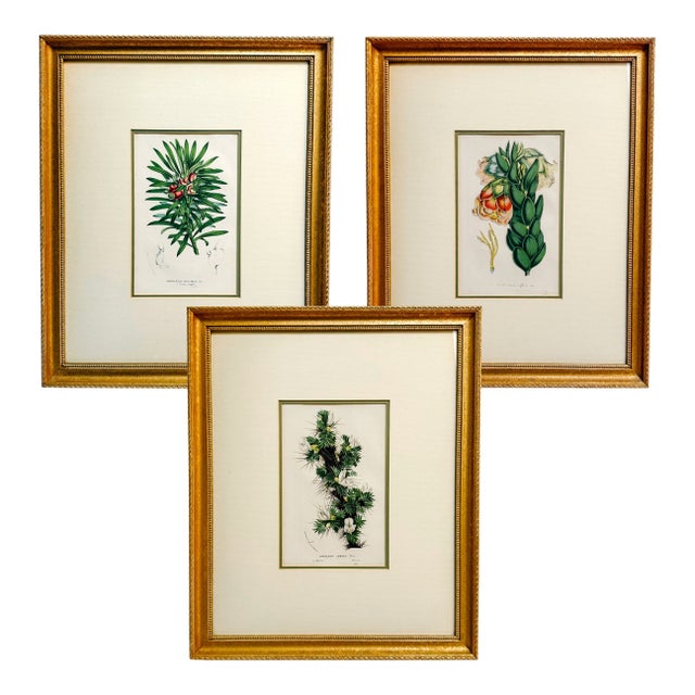 Trio of 19th Century Framed Louis Van Houtte Botanical Chromolithographs For Sale