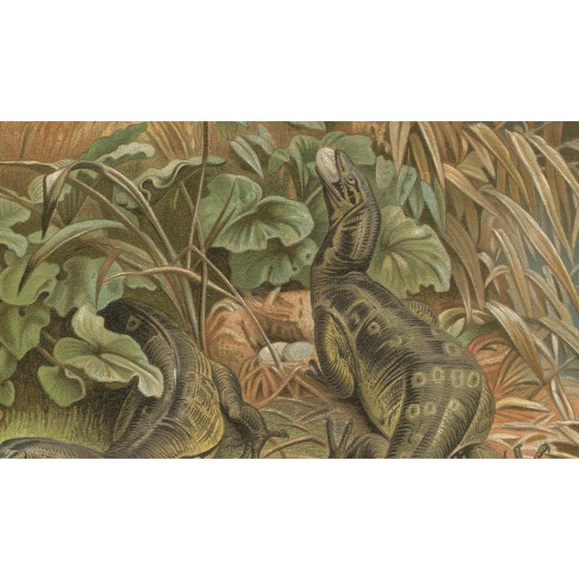 P. J. Smit, Water Monitors Robbing a Nest, 1895, Color Lithograph For Sale - Image 6 of 9