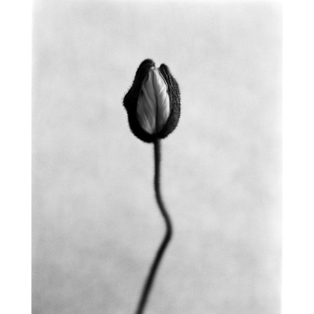 Poppy No.8 printed on archival Hahnemühle Photo Rag Baryta fine art paper, this limited edition piece measures 40 x 32 cm...