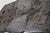 Contemporary Andrianna Shamaris Petrified Wood Table For Sale - Image 3 of 18