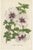 Louis van Houtte, Botany Illustrations of Cuphea, Tigridia, Moraea, Tree Mallow, Prints, Set of 6 For Sale - Image 5 of 11