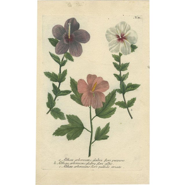 Weinmann, Tree Mallow Flowers, 1737, Engraving For Sale